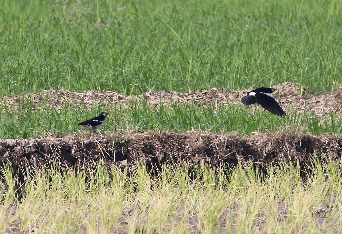 Siamese Pied Starling - ML620176828