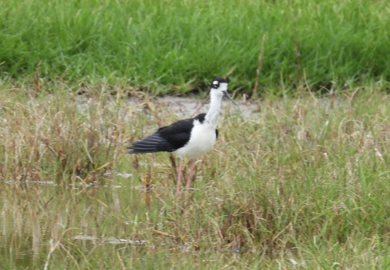 Black-necked Stilt - ML620176845