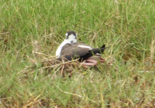 Black-necked Stilt - ML620176846