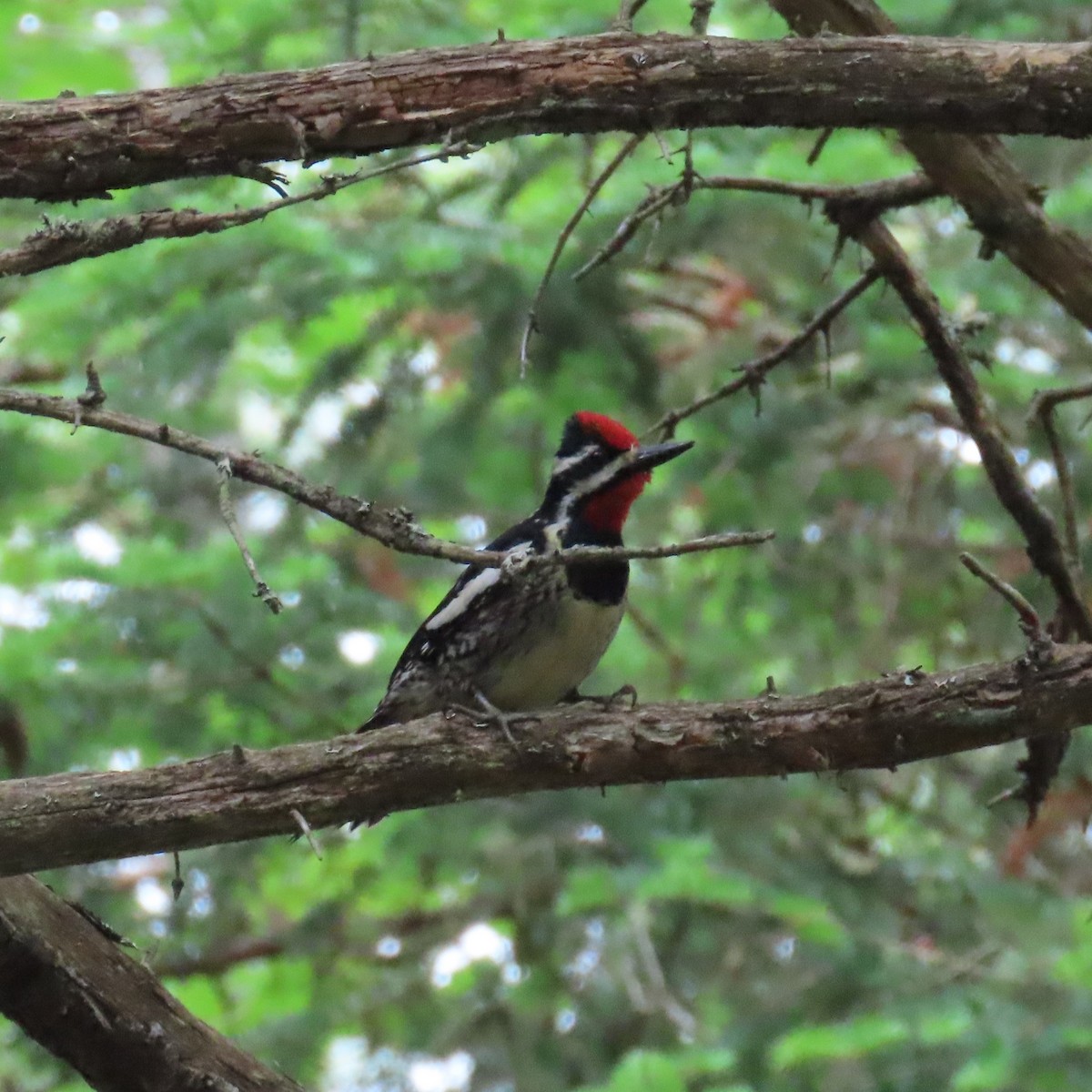 Yellow-bellied Sapsucker - ML620176849