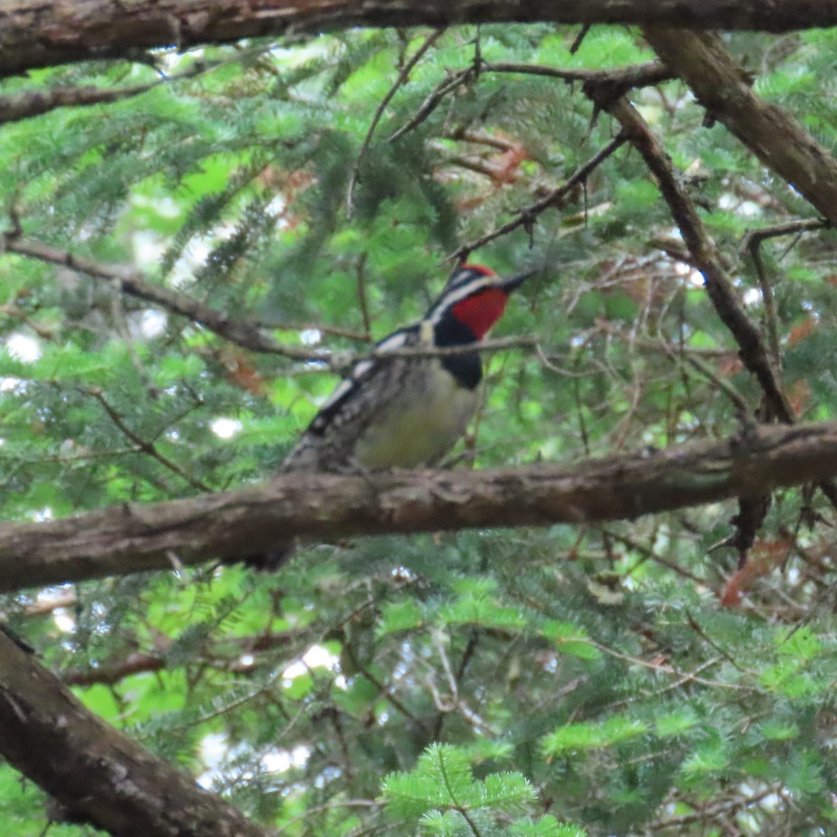 Yellow-bellied Sapsucker - ML620176850