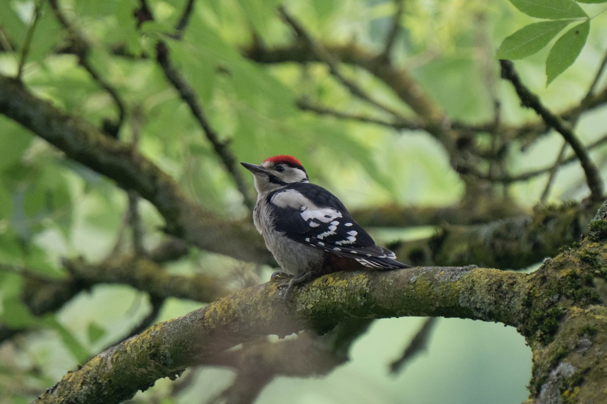 Great Spotted Woodpecker - ML620176857