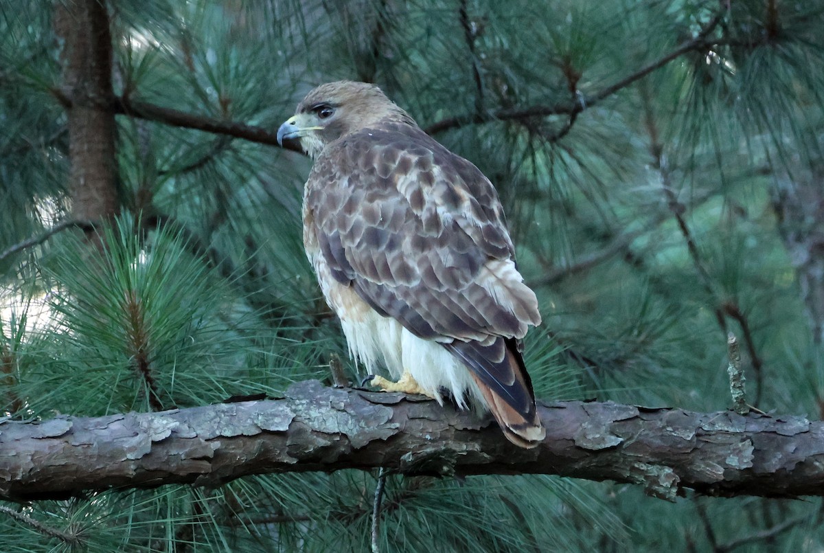 Red-tailed Hawk - ML620176858
