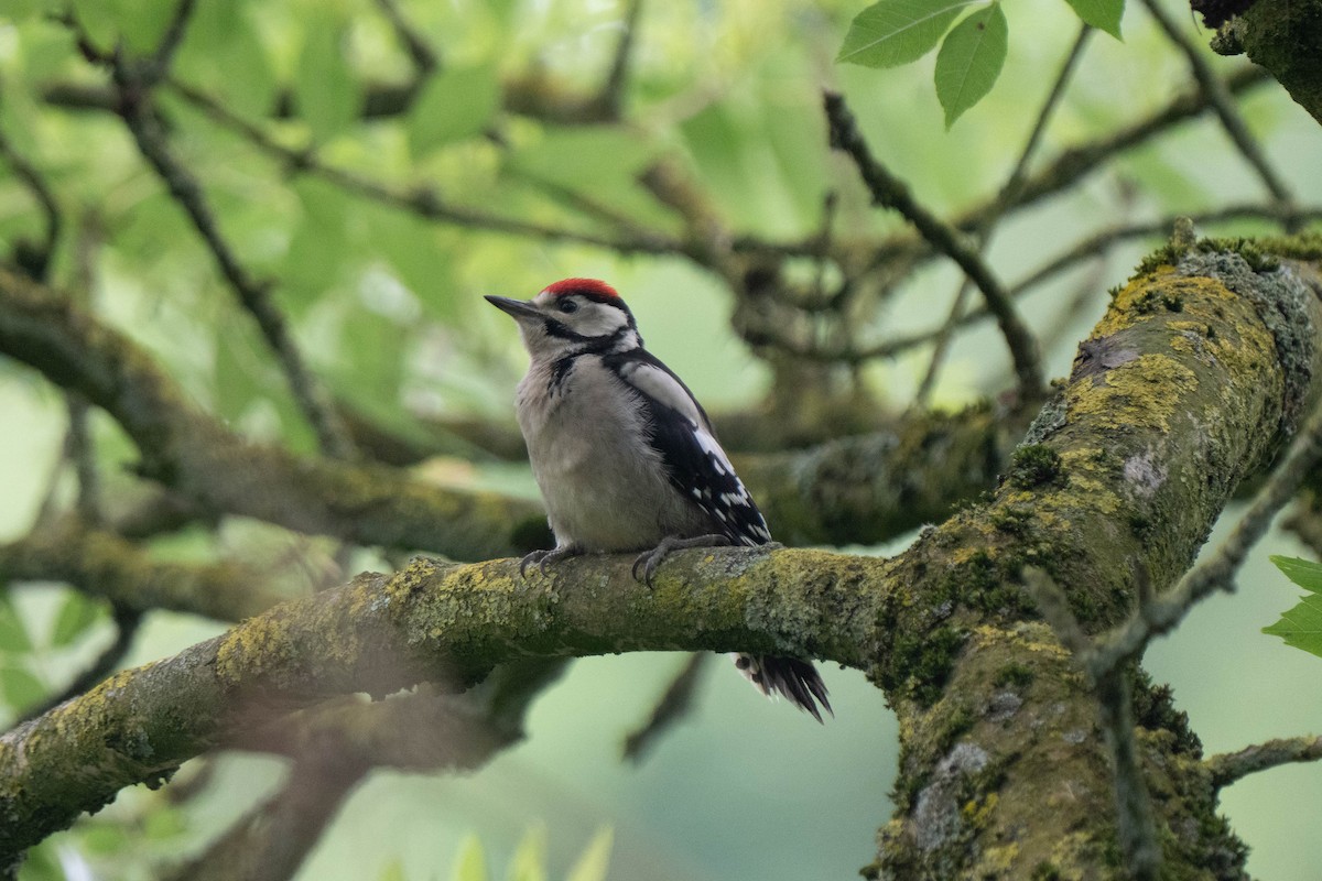 Great Spotted Woodpecker - ML620176859