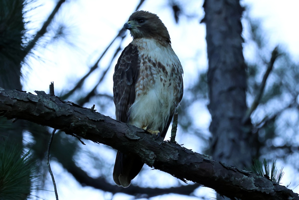 Rotschwanzbussard - ML620176860