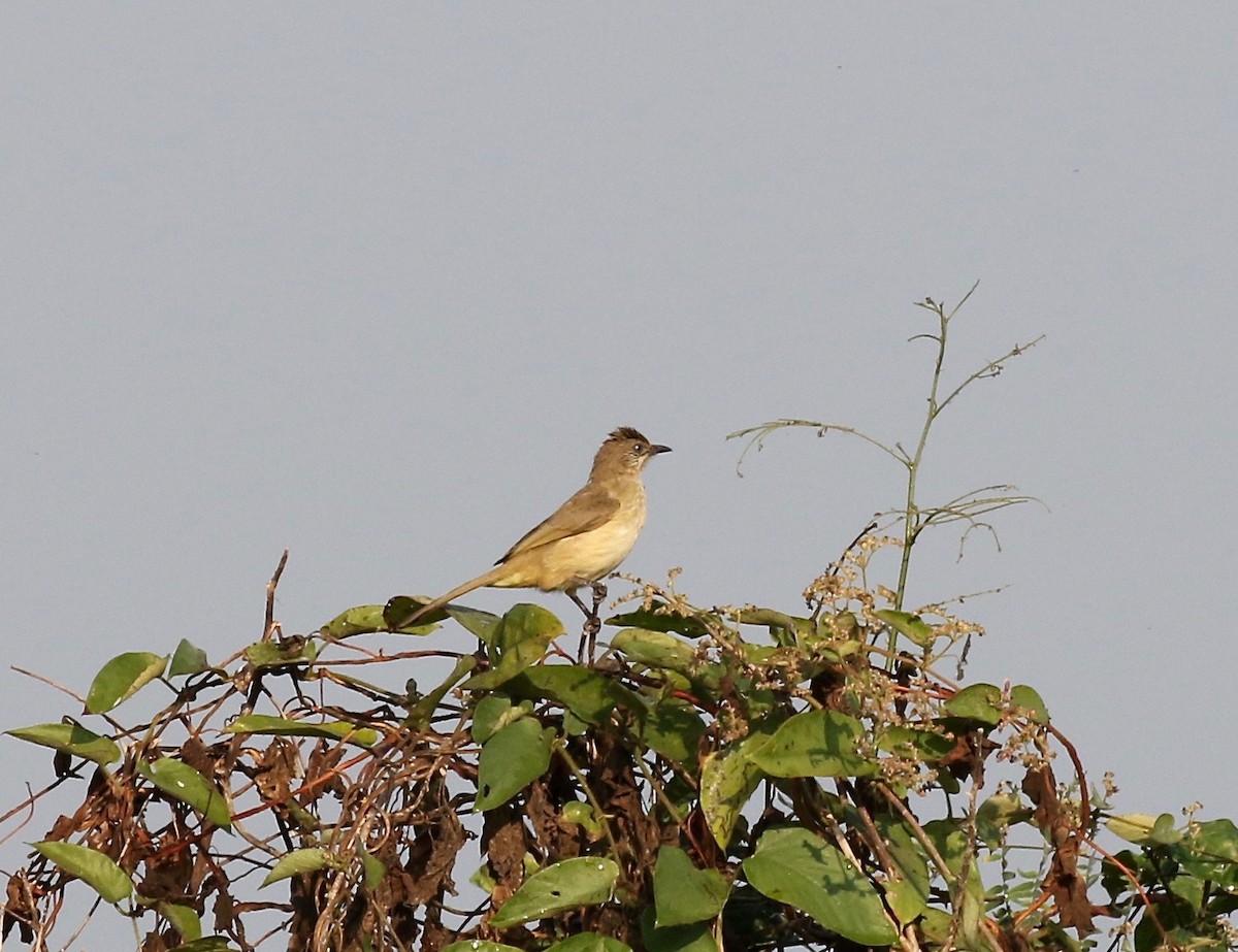 Streak-eared Bulbul - ML620176862