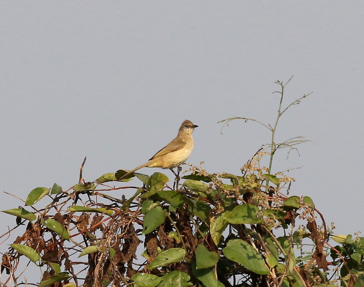 Streak-eared Bulbul - ML620176863