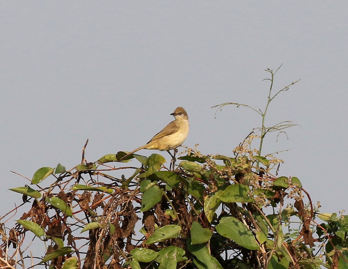 Streak-eared Bulbul - ML620176864