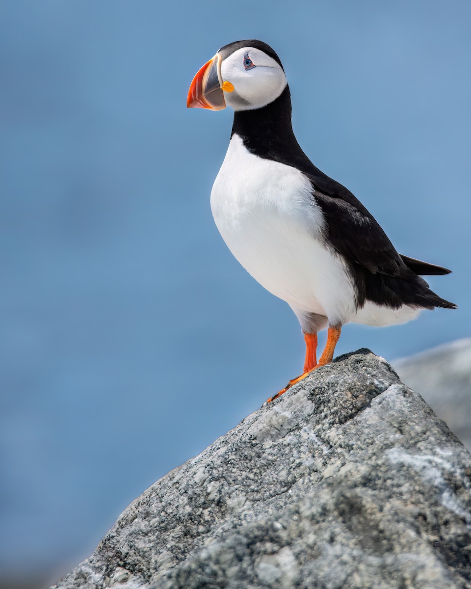 Atlantic Puffin - ML620176869