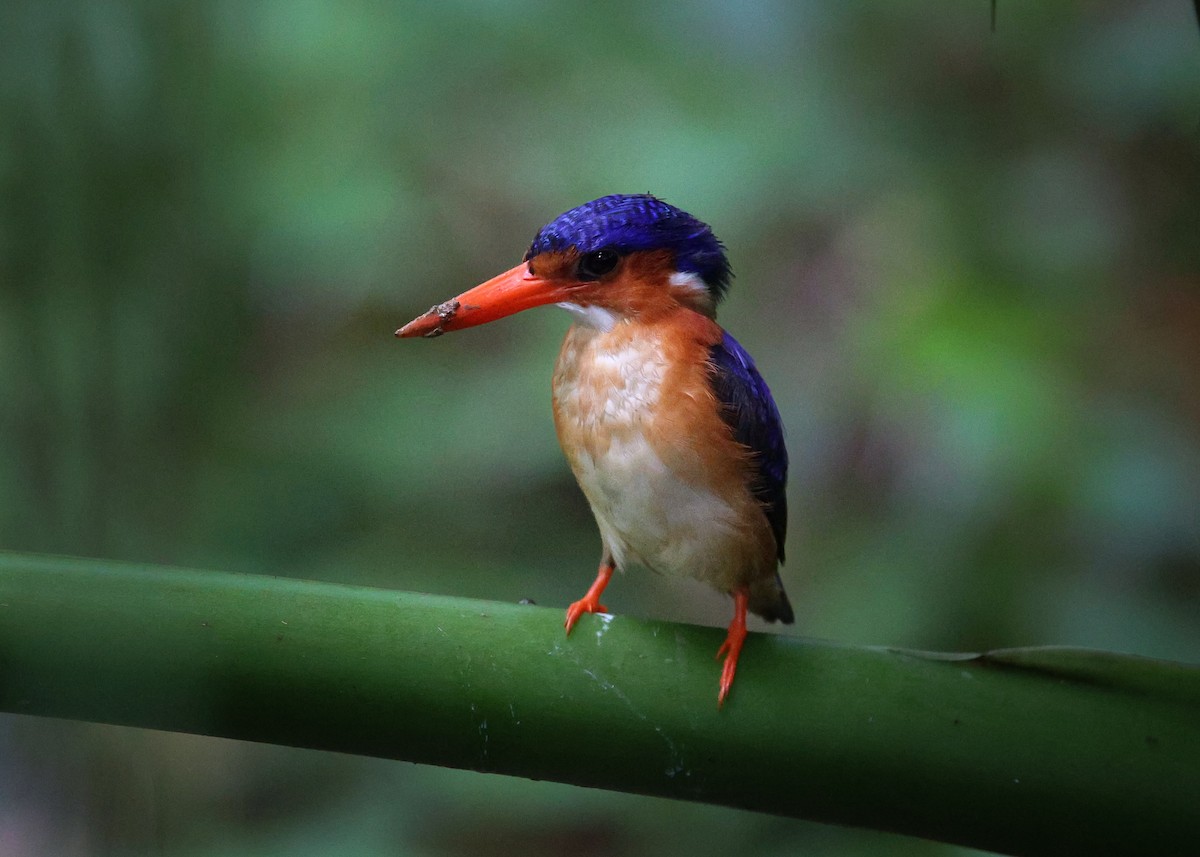 Malachite Kingfisher (Principe) - ML620176874