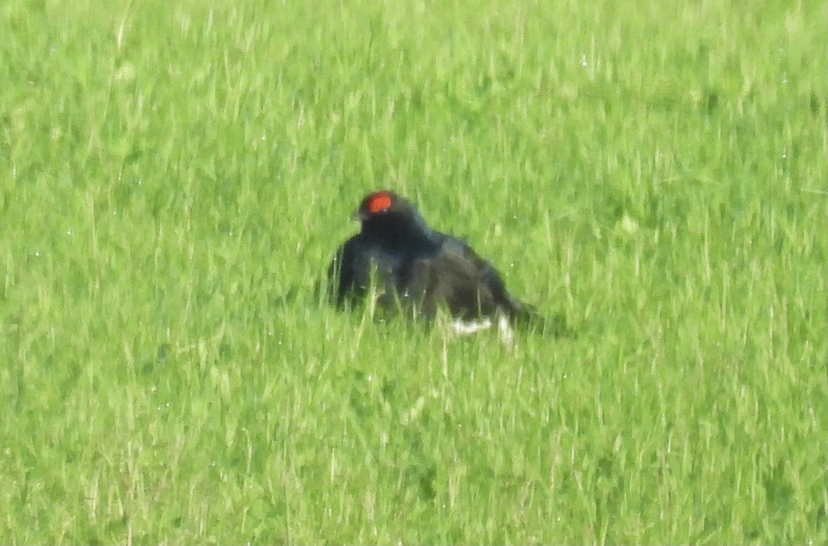 Black Grouse - ML620176880