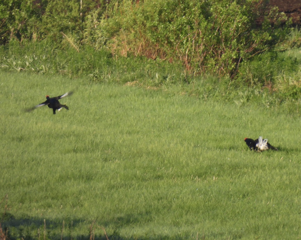 Black Grouse - ML620176881