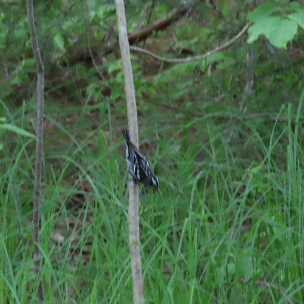 Black-and-white Warbler - ML620176899