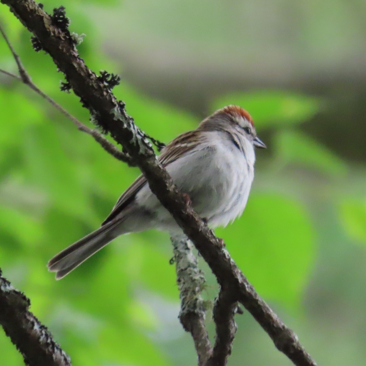 Chipping Sparrow - ML620176902