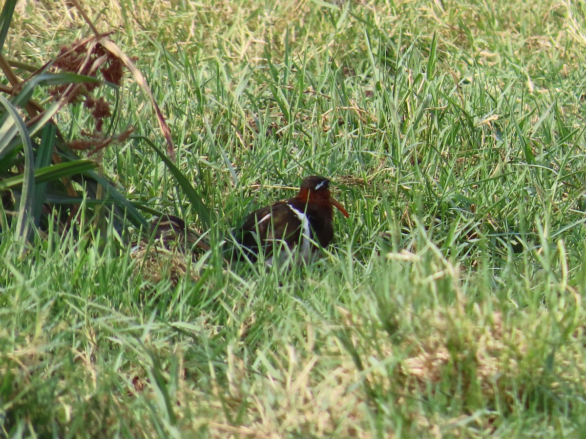 Greater Painted-Snipe - ML620176908