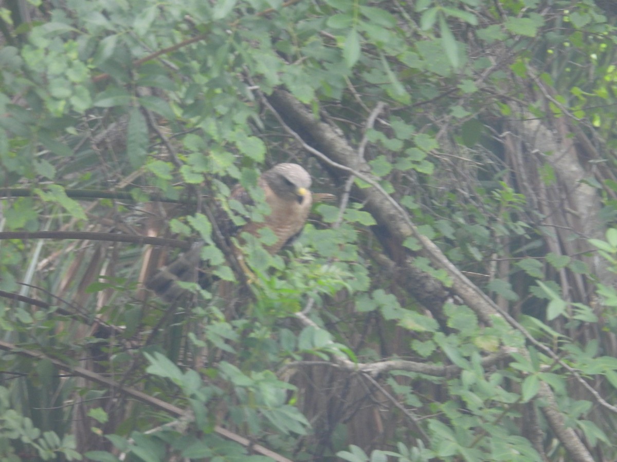 Red-shouldered Hawk - ML620176911