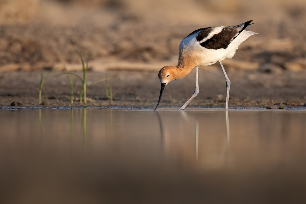 Avocette d'Amérique - ML620176915