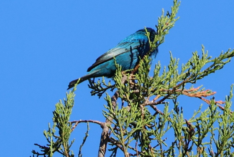 Indigo Bunting - ML620176930