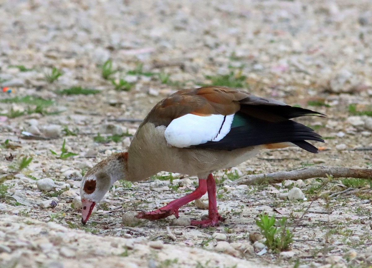 Egyptian Goose - ML620176933