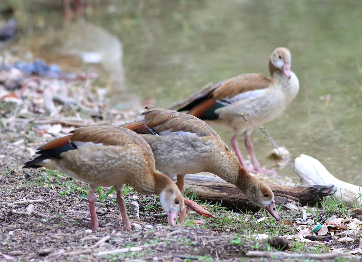 Egyptian Goose - ML620176935