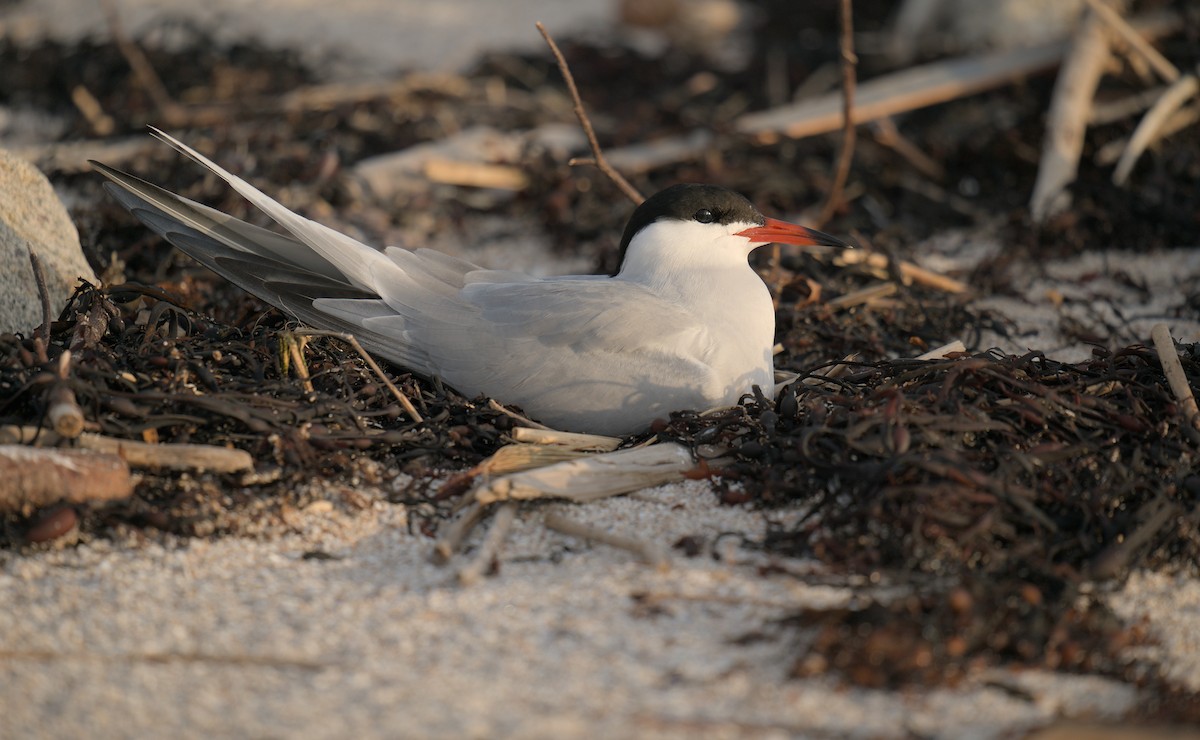 Common Tern - ML620176936