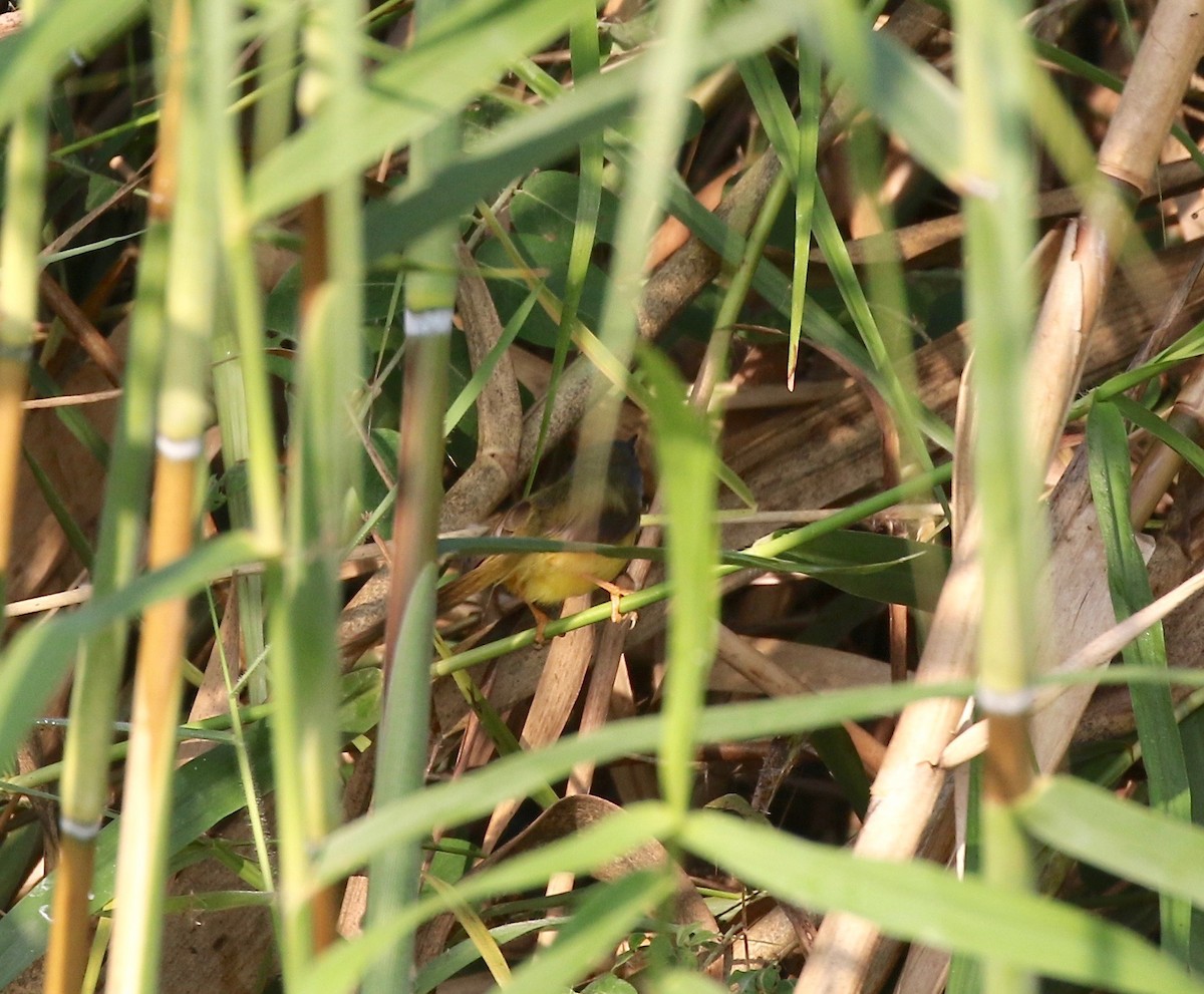 gulbukprinia - ML620176940