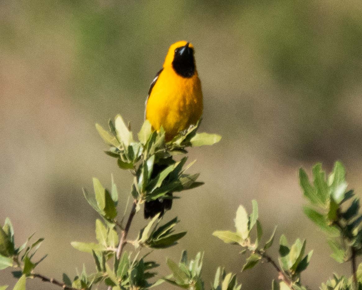 Hooded Oriole - ML620176942