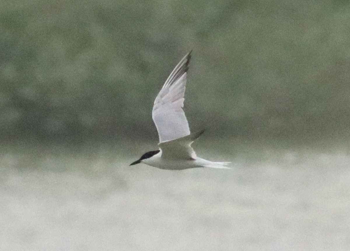 Gull-billed Tern - José Aurelio Hernández Ruiz