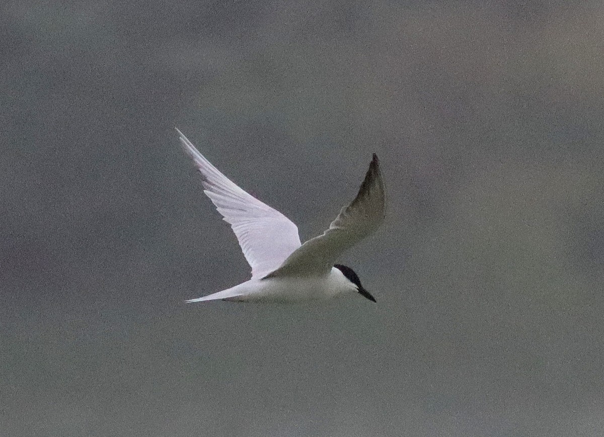 Gull-billed Tern - ML620176944