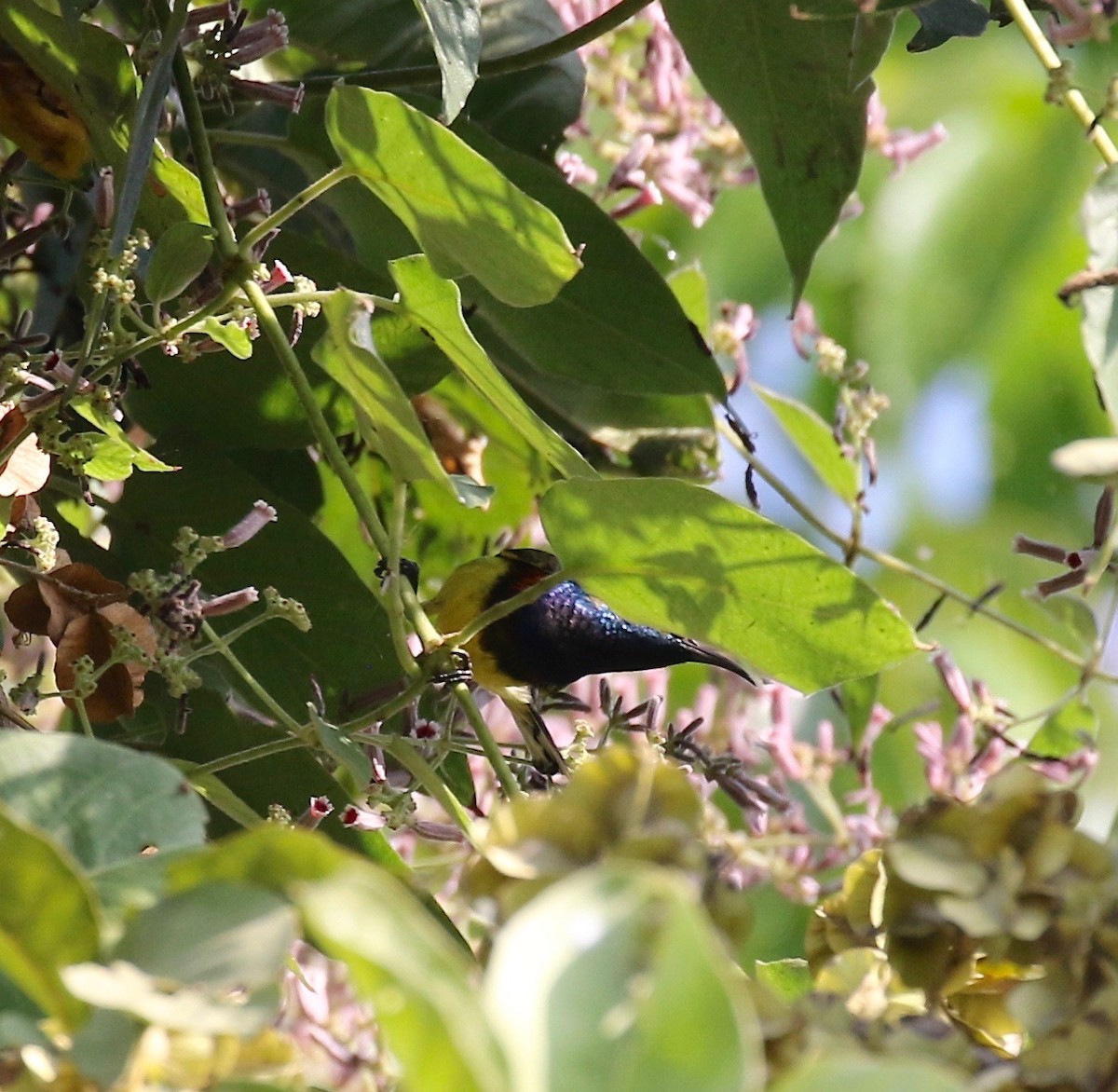 Ornate Sunbird - Sandy Vorpahl