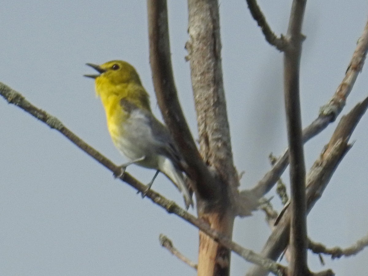 Yellow-throated Vireo - ML620176956