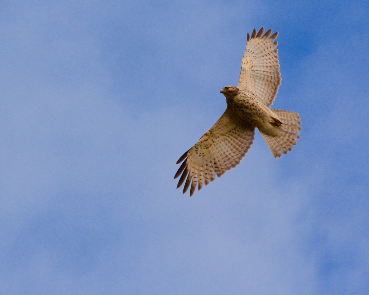 Red-shouldered Hawk - ML620176970