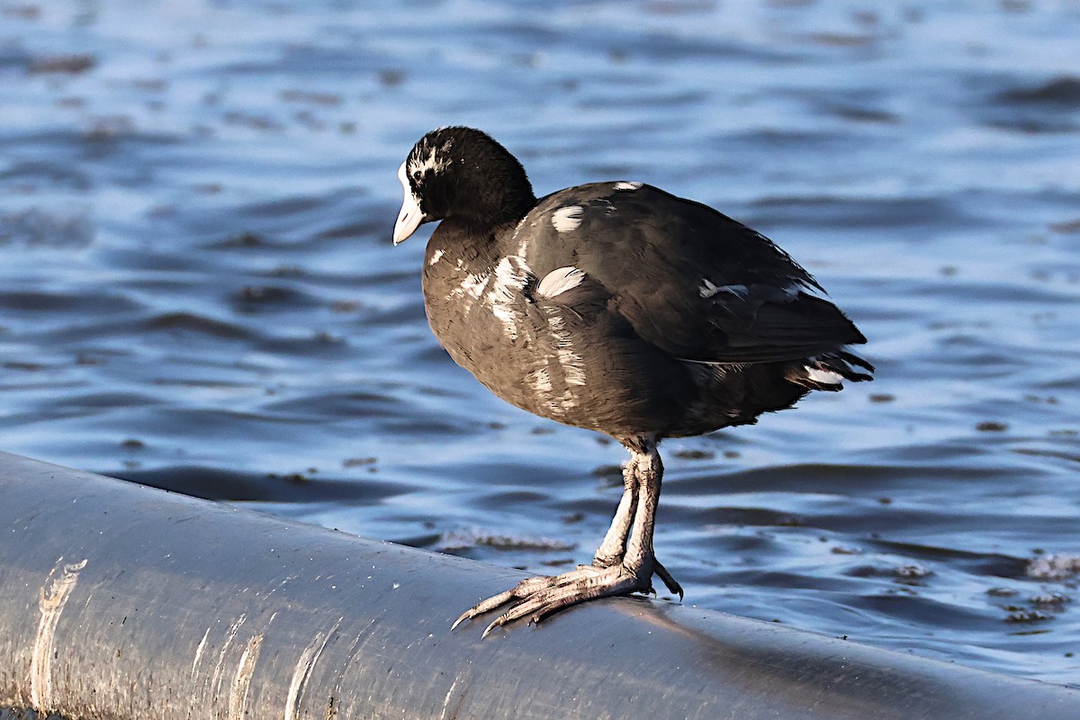 Hawaiian Coot - ML620176979