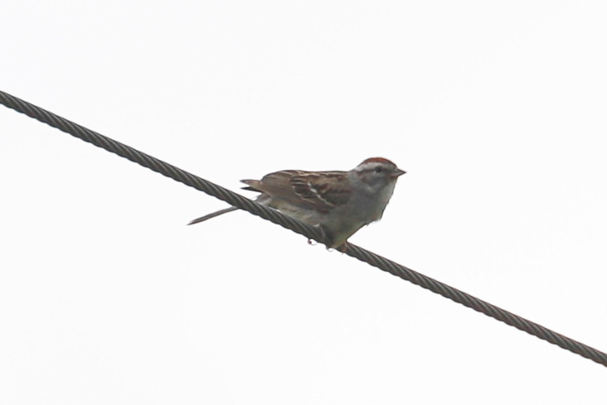 Chipping Sparrow - ML620176981