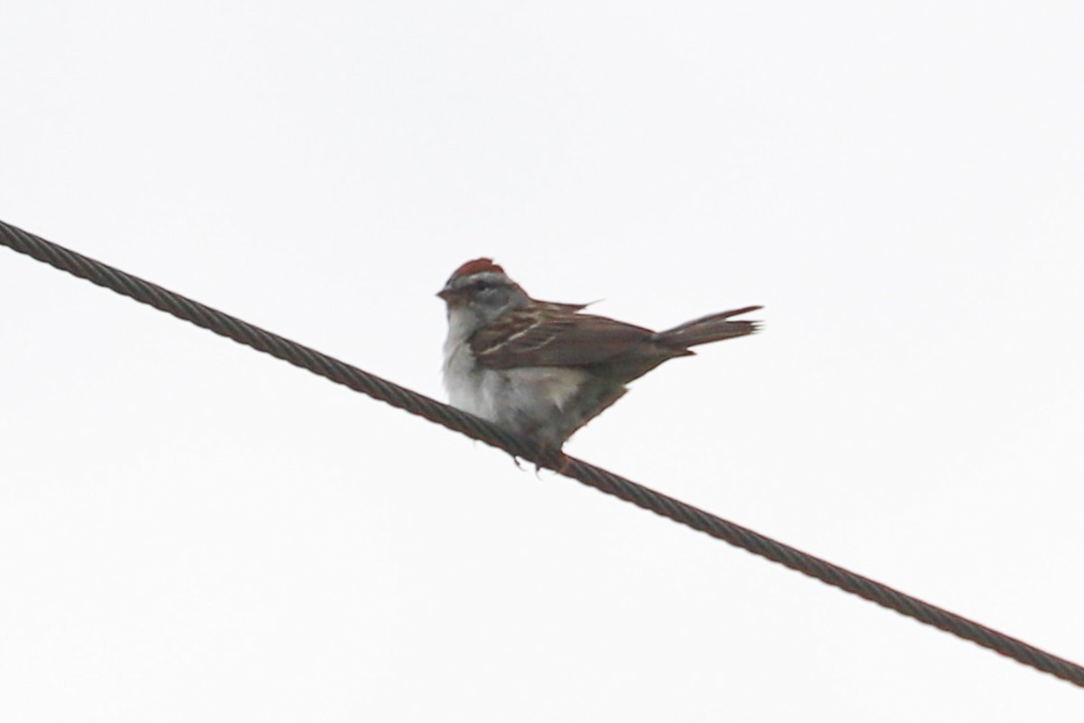 Chipping Sparrow - ML620176982