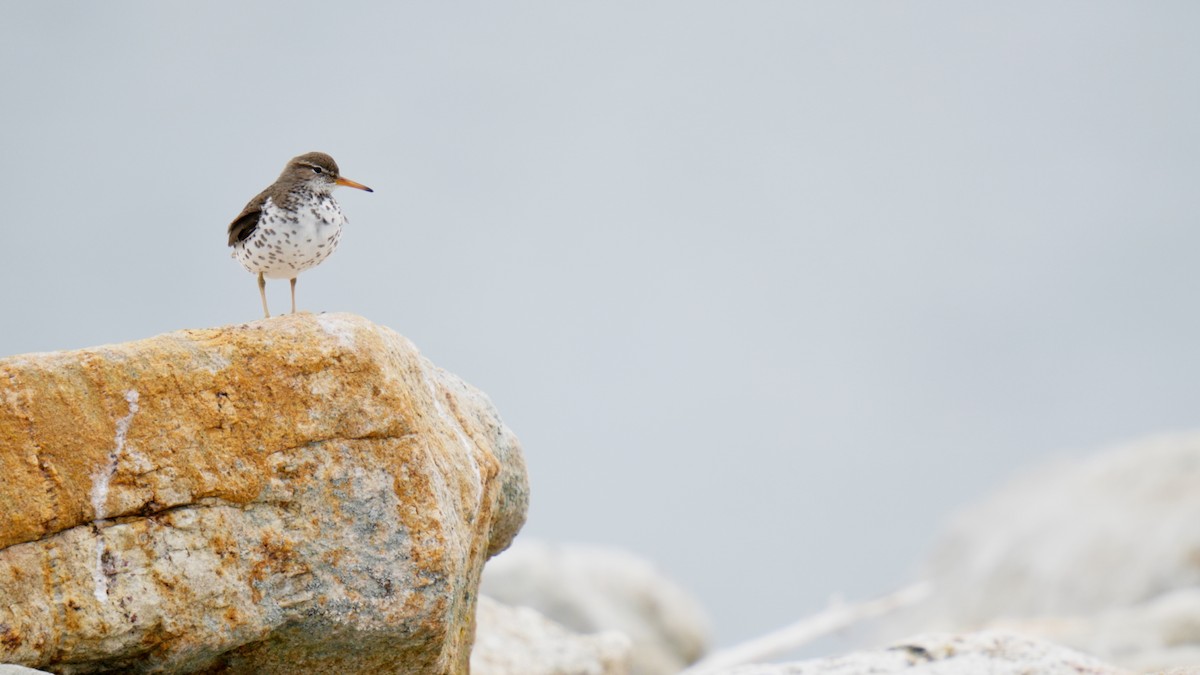 Spotted Sandpiper - ML620176990