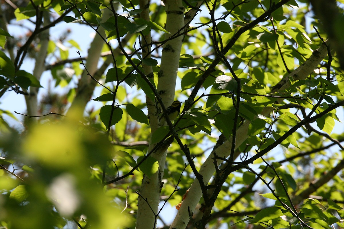 Black-throated Green Warbler - ML620176992