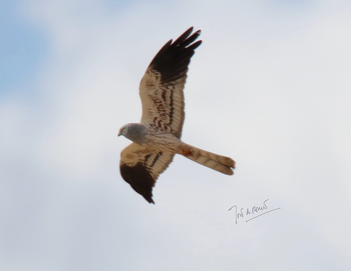 Montagu's Harrier - ML620176994