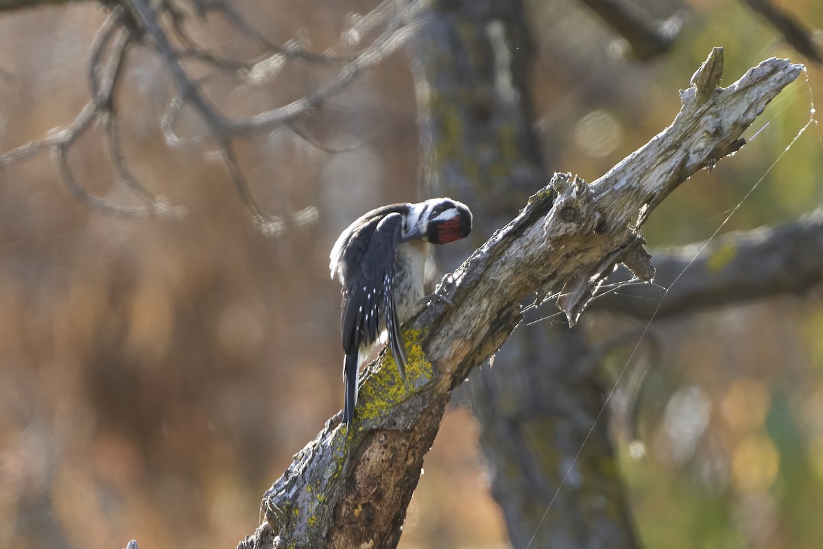 Hairy Woodpecker (Pacific) - ML620177002