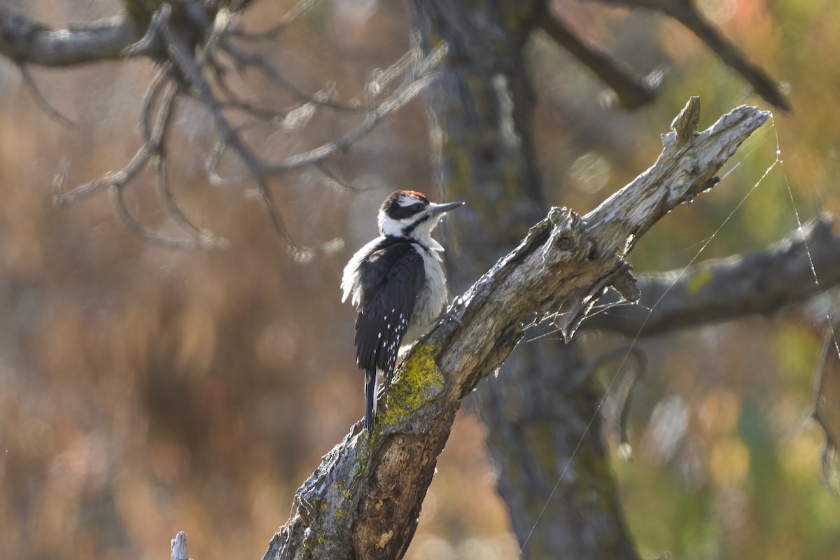 Hairy Woodpecker (Pacific) - ML620177003