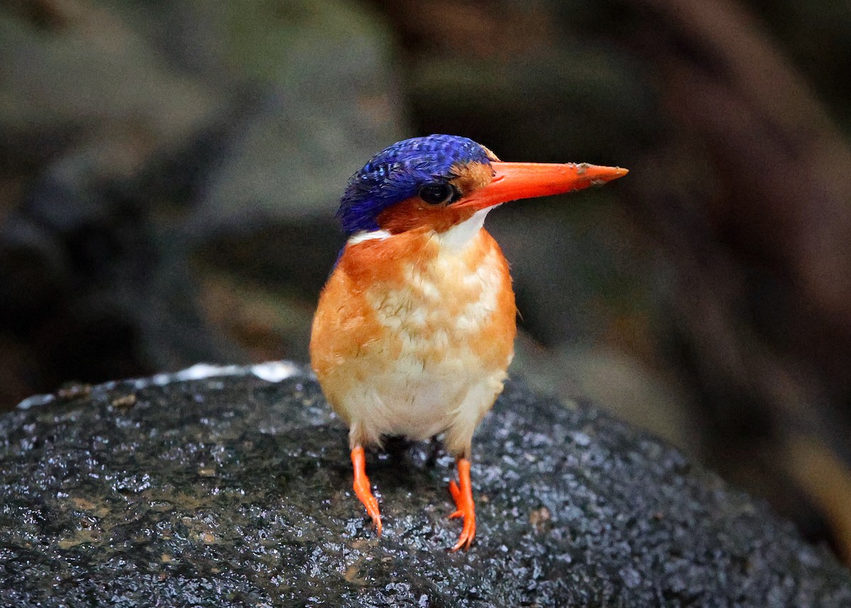 Malachite Kingfisher (Principe) - ML620177010