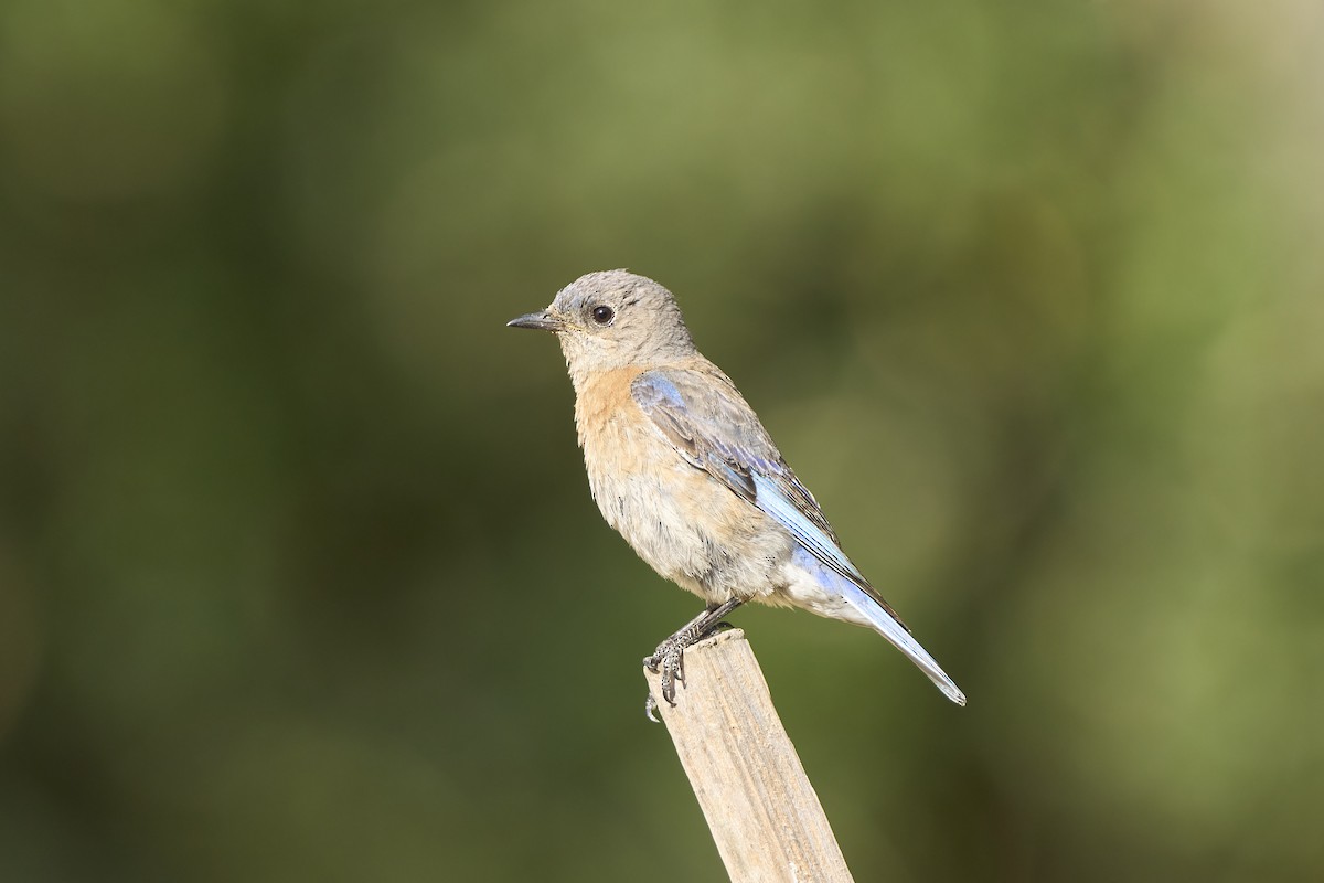 Western Bluebird - ML620177016