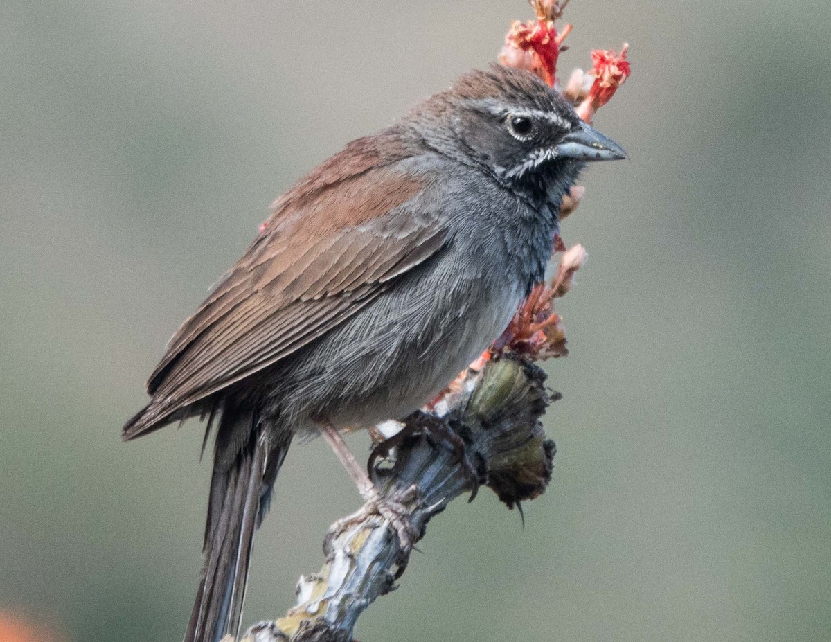 Five-striped Sparrow - ML620177017