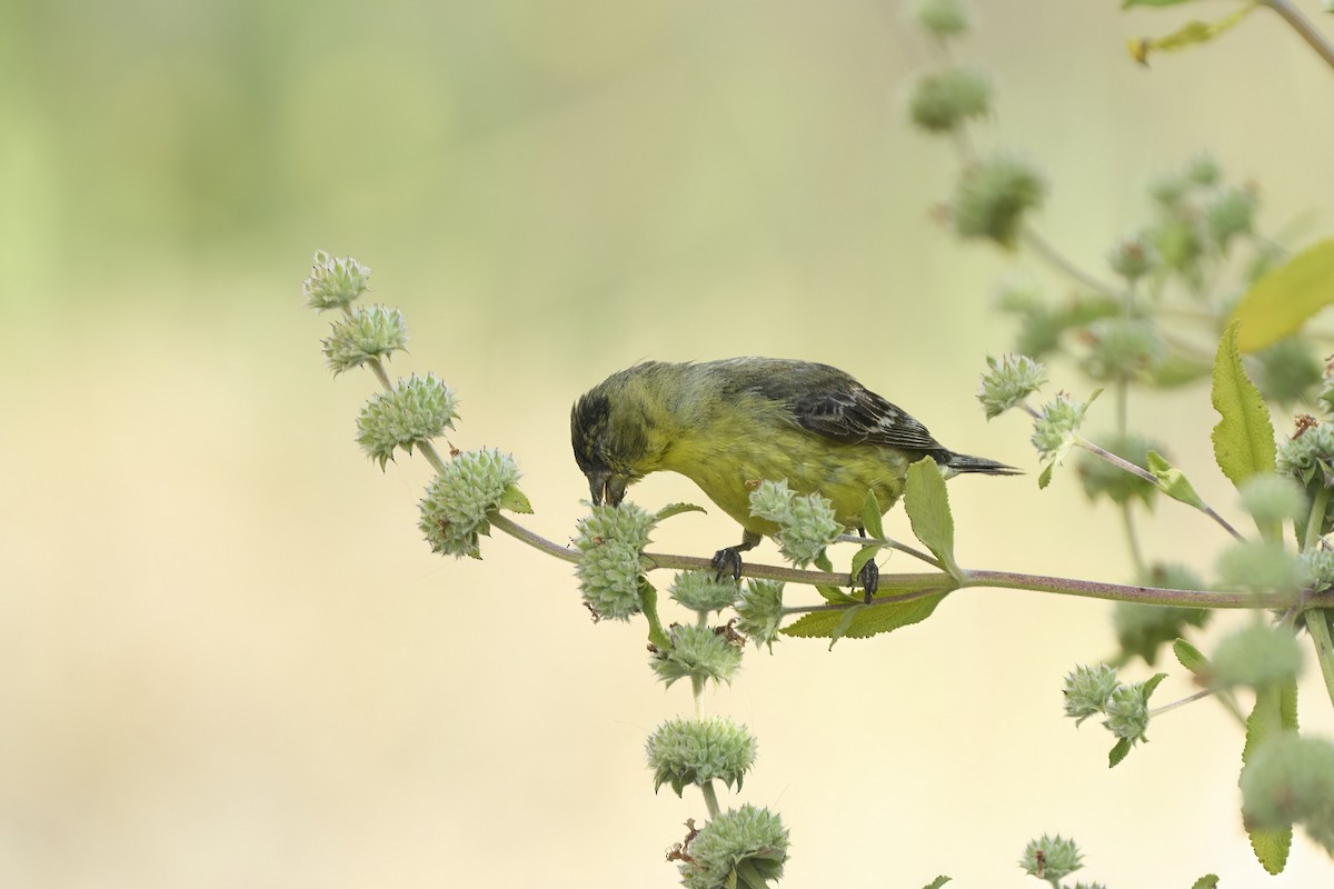 Lesser Goldfinch - ML620177020