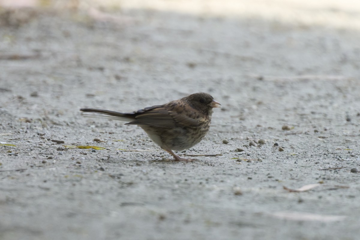 Junco ardoisé - ML620177027