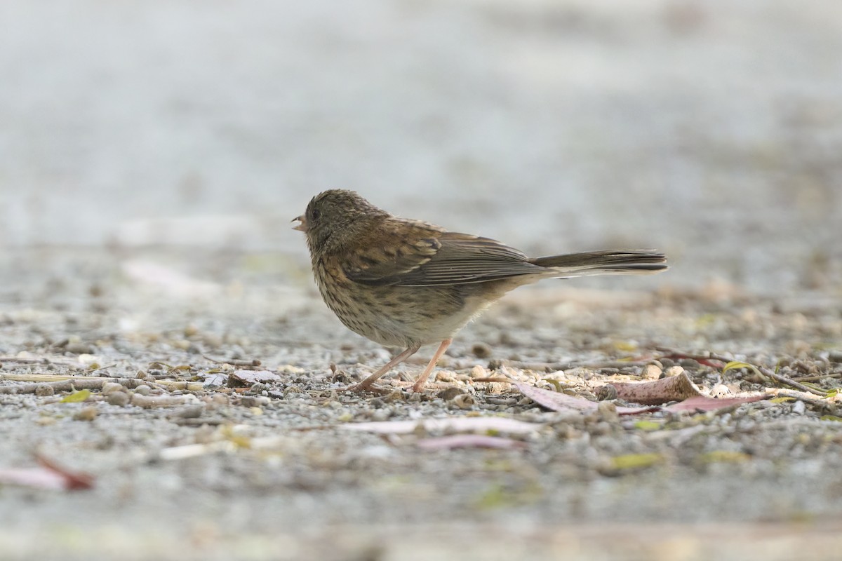 Junco ardoisé - ML620177030