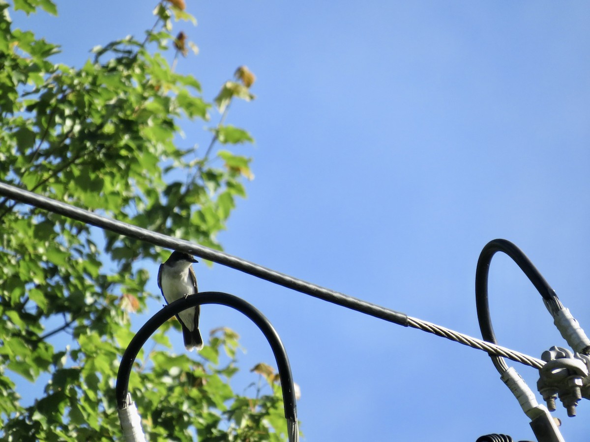 Eastern Kingbird - ML620177034