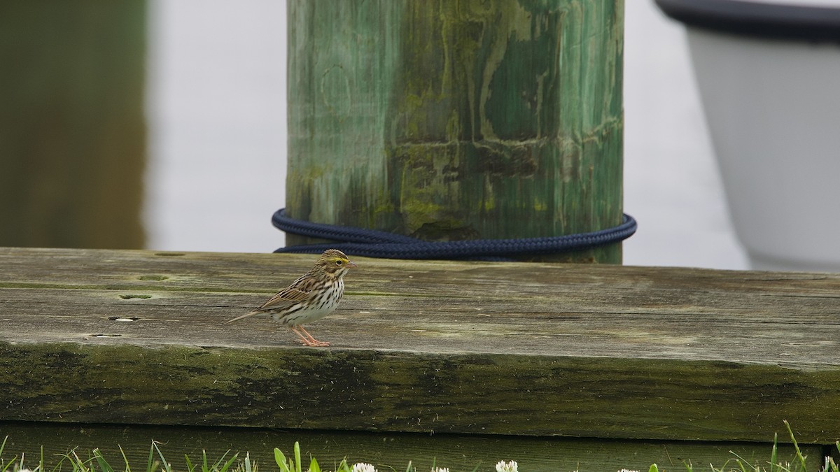 Savannah Sparrow (Savannah) - ML620177036