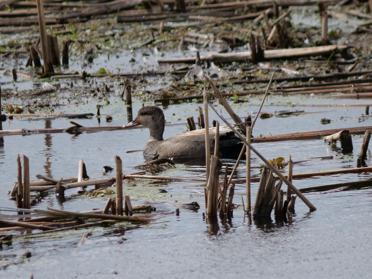 Canard chipeau - ML620177040