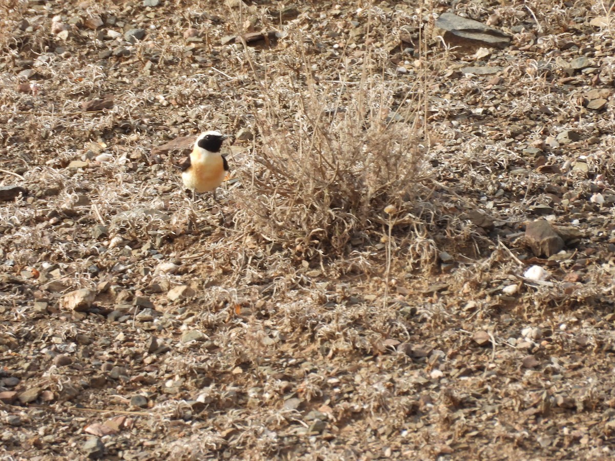 Western Black-eared Wheatear - ML620177047